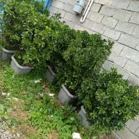 شمشاد سبز