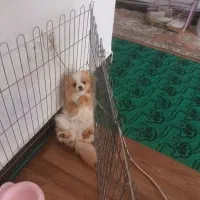 سگ پامر خرسی ۸ ماهه