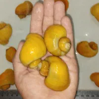 حلزون سیب
