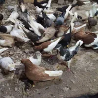 دمسفید سیاپوش  هفرنگ