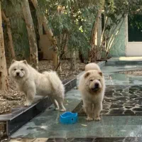 فروش چاو چاو نر و ماده ۳ ماهه
