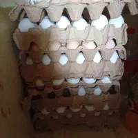 تخم مرغ محلی و ماشینی دانه12