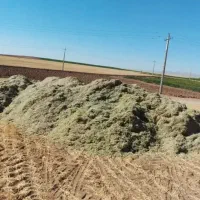 کاه نرم لوبیا چیتی