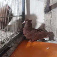 اوقون‌دم‌سفید ‌کاکلی