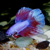 ماهی فایتر نر 350 هزار تومان به همراه تخفیف