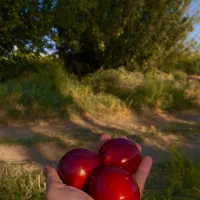 فروش میوه