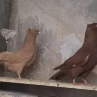 ۸ عدد کفتر رنگی همه سالم سرحال