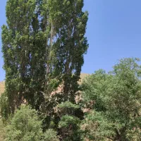 ۱۰۰۰متر باغ سند تکبرگ لواسان کوچک
