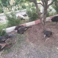 بوقلمون