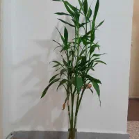 گل بامبو لاکی