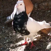 کفتر طوقی