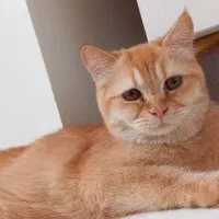 گربه میکس پرشین و اسکاتیش