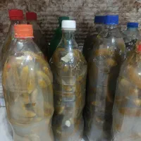 خیارشور
