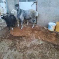 فروش بره چاق