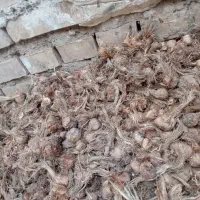پیاز زعفران