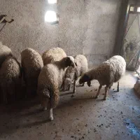 ۸راس بره نر و۲راس بره کوچک اسلام‌آباد غرب