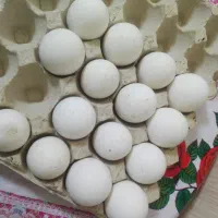 تخم بوقلمون نطفه‌دار