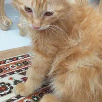 واگذاری گربه سه ماهه