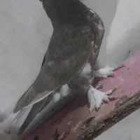۳ تا جوجه کفتر