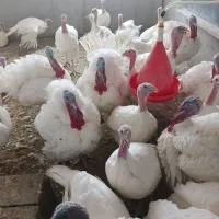 بوقلمون چاق