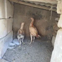 جوجه مرغ لاری