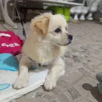 سگ پامر