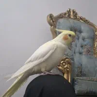 عروس هلندی نر دستی و جوجه عروس سرلاکی