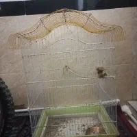 قفس پرنده