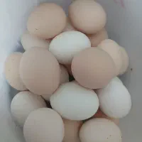 تخم مرغ سلطان نطفه دار