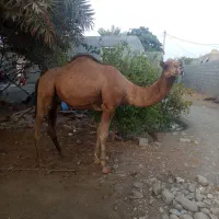 شتر نر ۳سال