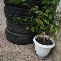 گل درشت