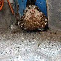 مرغ گلین با جوجه