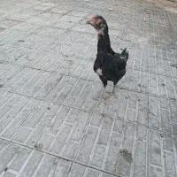 مرغ لاری