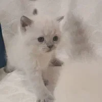 گربه خانگی نژاد دار