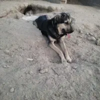 معاوضه یا نقدماده عراقی ۱۵ و دوتا توله