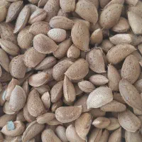 بادام درختی