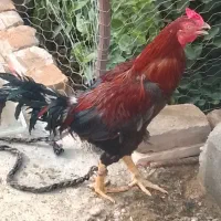 خروس