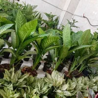 انواع گلهای آپارتمانی