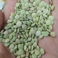 عدس و نخود محلی کوهین