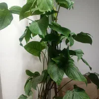 گل طبیعی