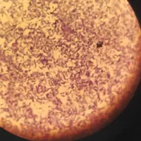 یک جلسه مشاوره رایگان رشته تجربی