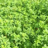 یونجه علف رایگان