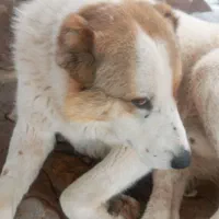 حیوانات خانگی