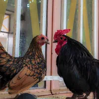 مرغ و خروس