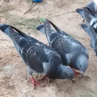 کبوترجوجه چاپی مسافطی