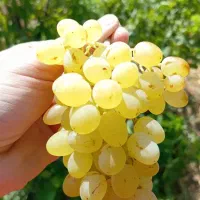 انگور عسگری عسل کاملا ارگانیک