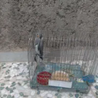 عروس هلندی