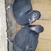 کبوتر آلمانی زاغ پلنگ