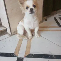 سگ پاکوتاه