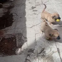 جفت پامرپاکوتاه